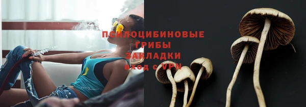 прущие грибы Медногорск