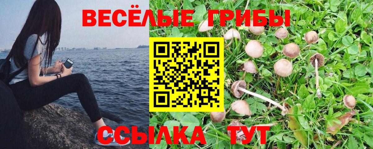 купить наркотик  Вход с VPN  Новодвинск  Галлюциногенные грибы MAGIC MUSHROOMS 